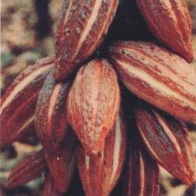 Produksi Kakao 2012 diprediksi Hanya Tumbuh 10%