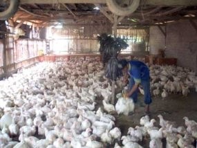 Harga Telur dan Ayam Diprediksi naik 6% Tahun Depan