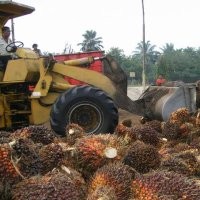 Industri Optimistis Ekspor Sawit RI Tetap Tumbuh di 2011