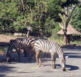 Libur Natal dan Tahun Baru Taman Safari Prigen Target 10 Ribu Pengunjung