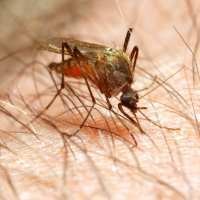 Malaria Tingkatkan Risiko Keguguran 3 Kali Lipat