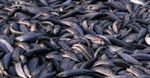 20 Ton Ikan Mati Terdampar di Norwegia