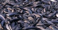 Masyarakat setempat juga bingung bagaimana membersihkan bangkai ikan itu sebelum membusuk. Reuters/Jan Petter Jorgensen/Scanpix.