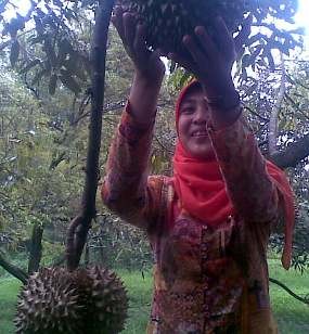 Wisata petik durian di jember