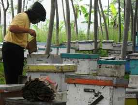 Warga Situbondo Resah Diteror Gerombolan Lebah 