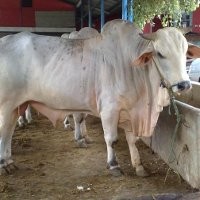 Impor Sapi Dipangkas, Distributor Sapi Lokal Menggiurkan