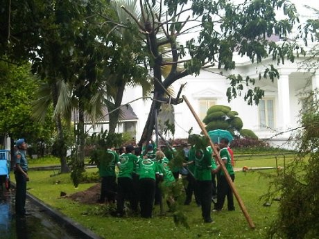 Waduh! Pohon Trembesi SBY di Istana Tumbang 