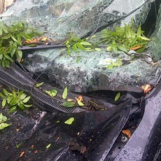 Camry & Innova Tertimpa Pohon di Abdul Muis, Lalin Macet