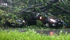 Altis dan Innova Tertimpa Pohon Tumbang di Abdul Muis Jakpus