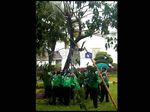 Pohon Trembesi SBY di Istana Tumbang