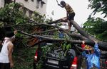 Ngeri! Pohon Tua Tumbang Timpa Mobil