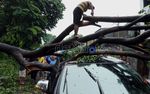 Ngeri! Pohon Tua Tumbang Timpa Mobil