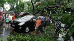Ngeri! Pohon Tua Tumbang Timpa Mobil