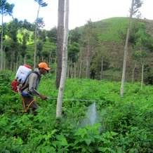 Ijen Berstatus Siaga, Petani di Lereng Gunung Tetap Bercocok Tanam