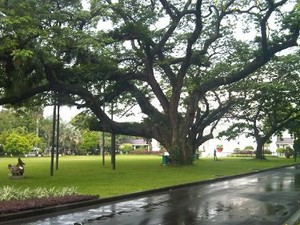 Ki Hujan, Si Tua dari Istana yang Kokoh Diterpa Puting Beliung 