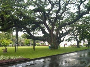 Ki Hujan, Si Tua dari Istana yang Kokoh Diterpa Puting Beliung 