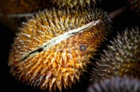 Salah satu durian yang sudah matang dan menunggu pembeli. Yummyyy...