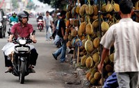 Sepanjang jalan Pasar Minggu hingga Kalibata, penjual durian marak bermunculan seiring musim durian di daerah. Durian ini didatangkan ke Jakarta yang siap memuaskan hasrat penggila durian.
