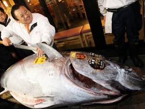 Seekor Bluefin Tuna Dihargai Hampir 6,7 Milyar Rupiah!