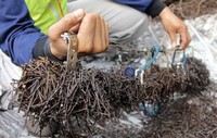 Salah seorang relawan Sapu Bersih Ranjau Paku (Saber) Community menunjukkan ranjau paku yang berhasil dikumpulkan. Hasan Alhabshy/detikcom.