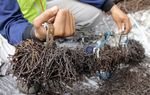 3 Kuintal Ranjau Paku Diamankan 3 Kuintal Ranjau Paku Diamankan