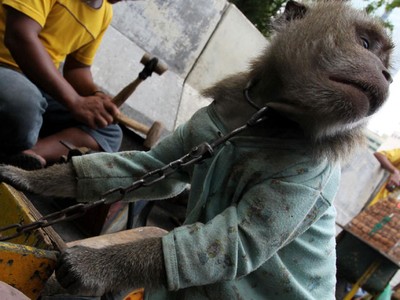 Rantai Pasung si Topeng Monyet