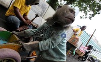 Jambrong dipaksa menjadi penghibur pinggir jalan, topeng monyet sejak ia dibesarkan.