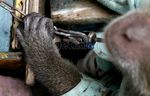 Rantai Pasung si Topeng Monyet