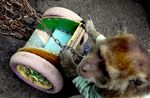 Rantai Pasung si Topeng Monyet