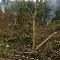 Penggundulan Hutan di Indonesia, JK Tunjuk Hidung Amerika Serikat