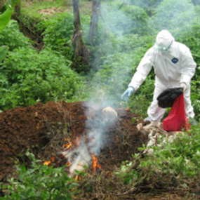  Kemenkes Janji Lebih Profesional Tangani Flu Burung