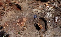 Sebuah bekas sepatu yang terjebak pada comberan MCK.