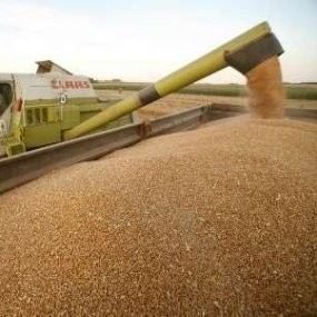 Krisis Finansial, Harga Gandum Justru Turun