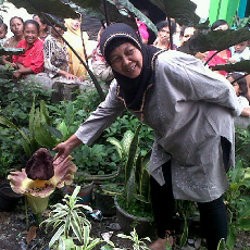 Bau Menyengkat Bunga Bangkai di Kircon Tercium Radius 25 Meter