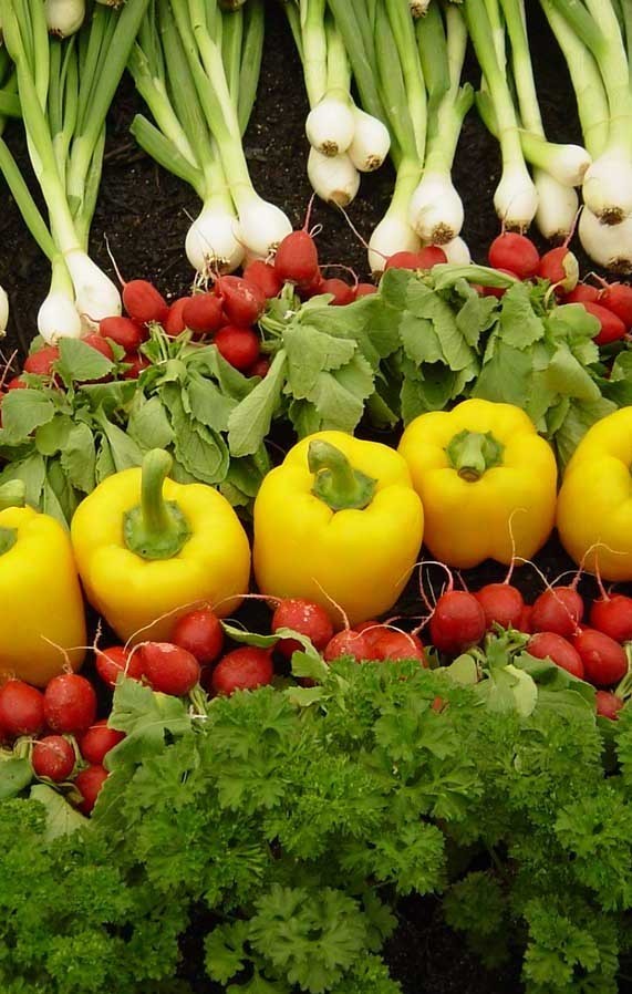 Inilah Makanan Sehat Untuk Diet 2012!