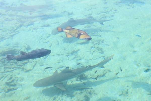 Kolam Renang Ada Ikan Hiu