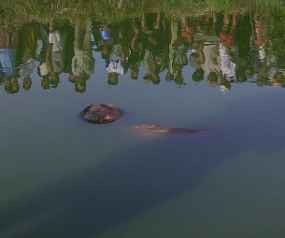 Dikira Kantong Plastik, Mayat di Dalam Kolam Ikan Gegerkan Warga