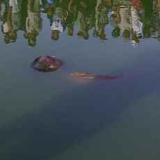 Dikira Kantong Plastik, Mayat di Dalam Kolam Ikan Gegerkan Warga