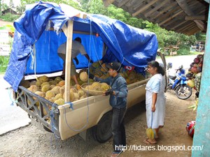 Pesta Durian di Kalijambe Purworejo