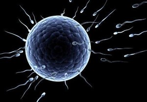Paparan Ozon Turunkan Kualitas Sperma