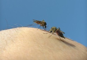 Jawa Ditargetkan Bebas Malaria Tahun 2015