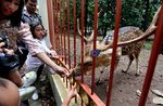 Wortel Manis Si Rusa Cantik