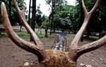 Wortel Manis Si Rusa Cantik