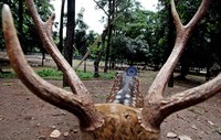 Taman TMP Kalibata yang luas memiliki belasan rusa cantik. Rusa-rusa ini hidup bebas di kawasan TMP Kalibata.