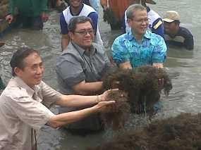 Byur... Gubernur Ahmad Heryawan Nyebur ke Tambak Ikut Panen Rumput Laut