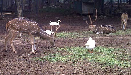 Menjenguk Rusa DPR yang Ongkos Makannya Rp 598 Juta