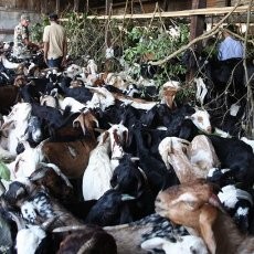 Cari Sampingan, Polisi Nepal Sembelih & Kuliti Kambing di Kantor