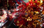 Petak Sembilan Merah Menyala