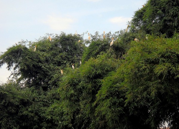 Tengok Habitat Burung Kuntul Dan Blekok Di Bandung