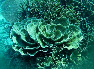 Eksotisnya Pantai dan Dunia Bawah Laut Kepulauan Anambas